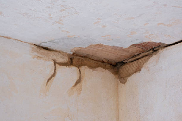 Best Flood damage cleanup  in Litchfield, MN